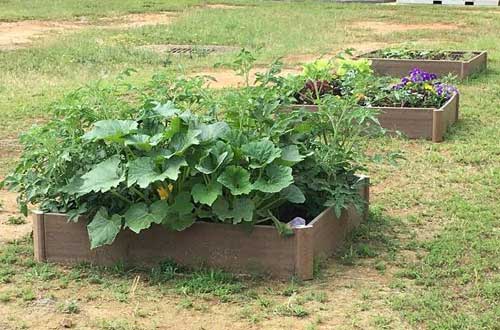 photo of Stagecoach Elementary garden harvest time!